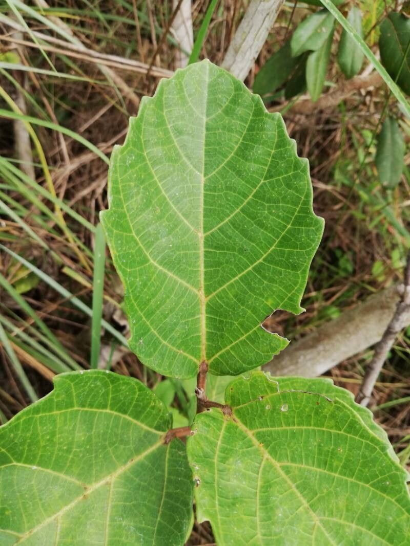 Ficus mucuso leaf