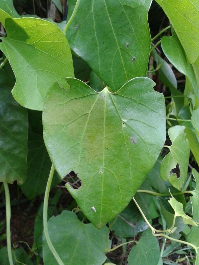 Aristolochia littoralis — search result for 'Aristolochiaceae'