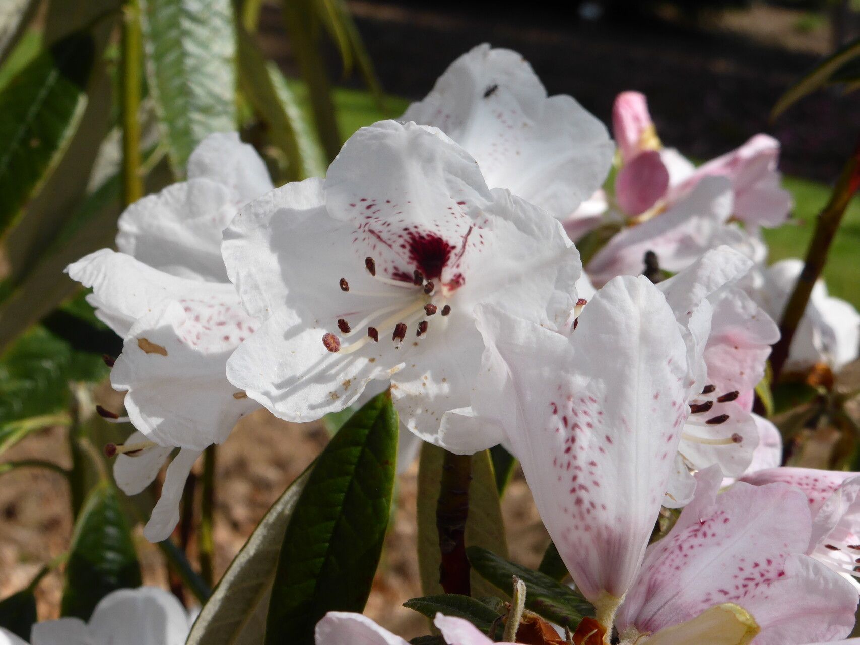 Rhododendron floribundum — houseplant care guide