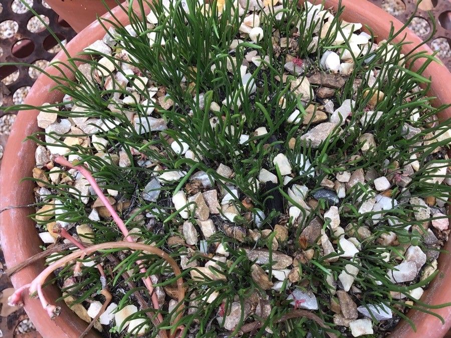 Narcissus × perezlarae leaf