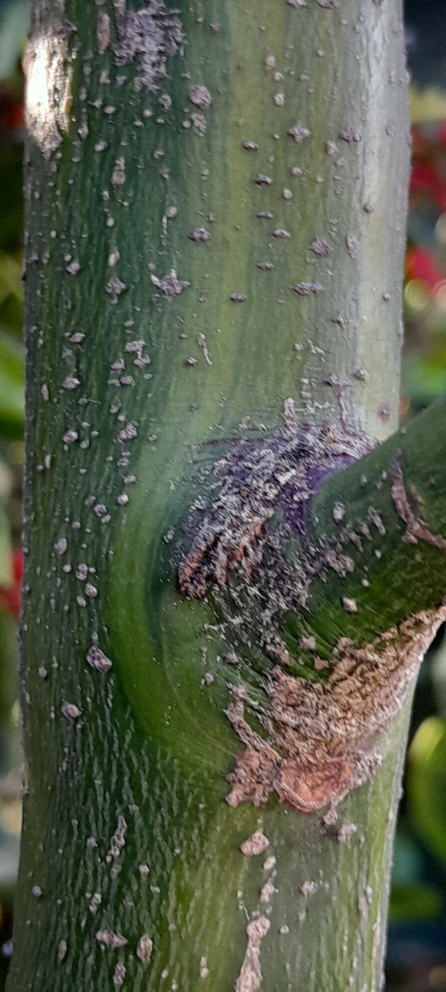 Ilex × altaclerensis bark