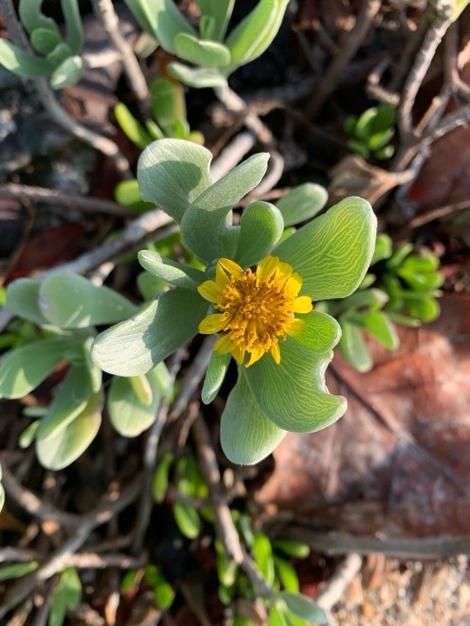Borrichia arborescens flower