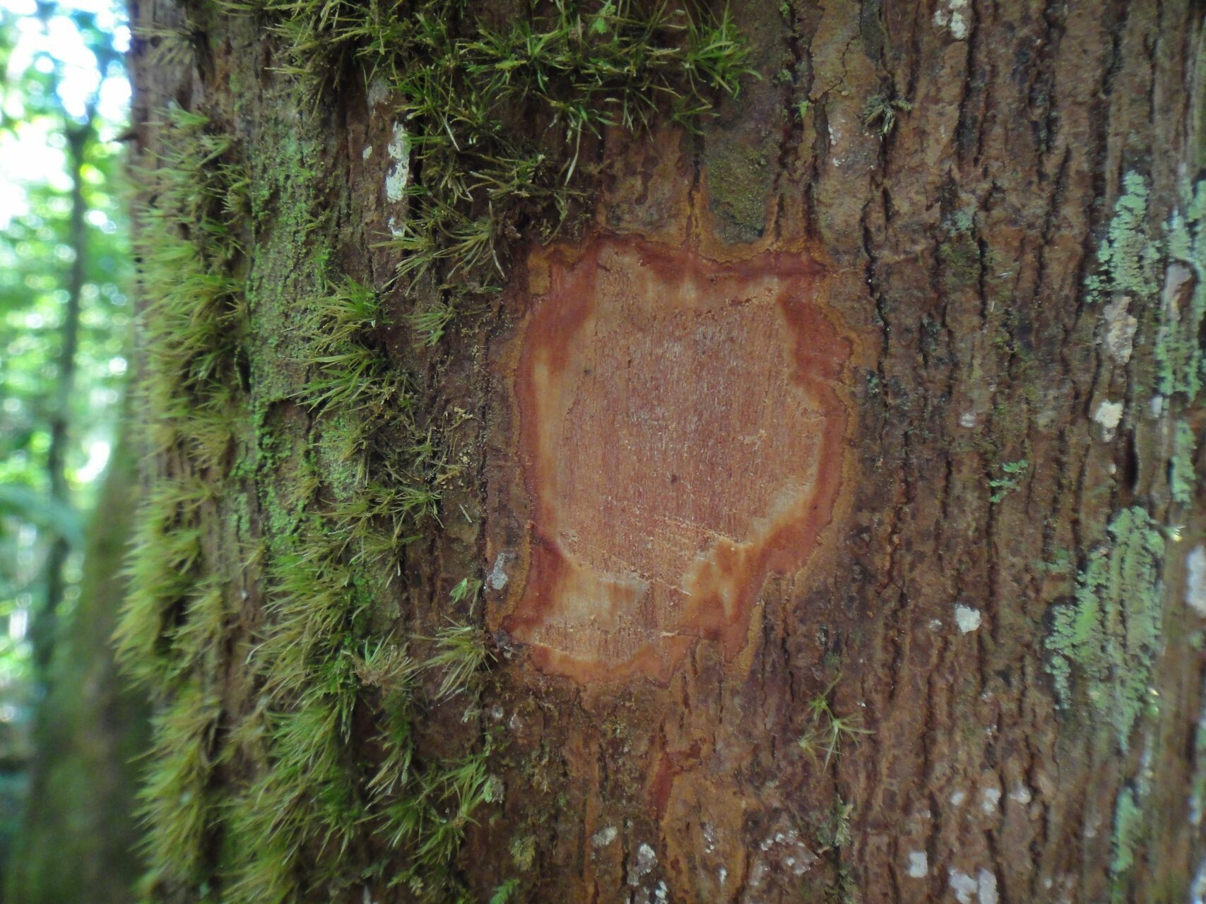 Cryptocarya macrodesme bark