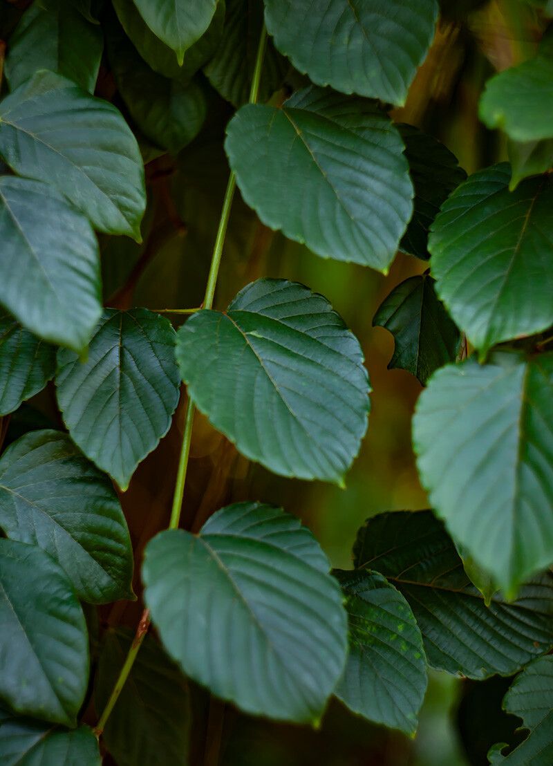 Gouania javanica — search result for 'Gouania'