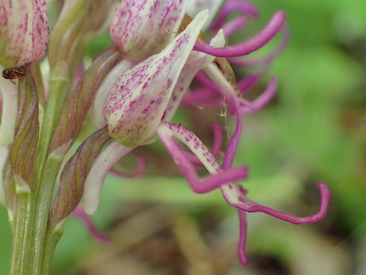 Orchis simia fruit