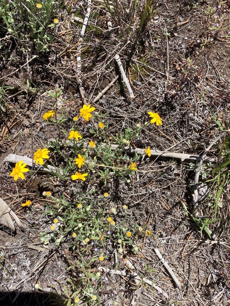 Tetraneuris linearifolia — related species from the same genus