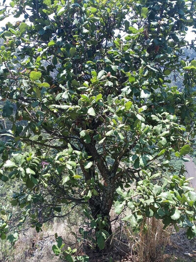 Quercus rugosa habit