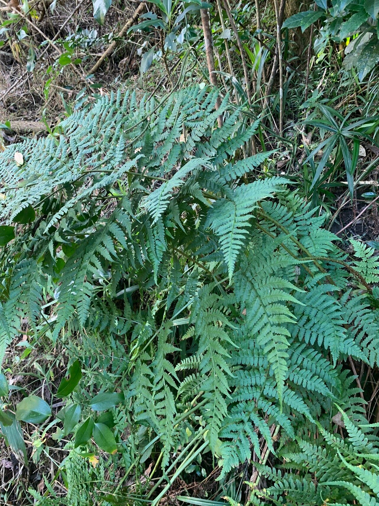 Dryopteris lewalleana habit