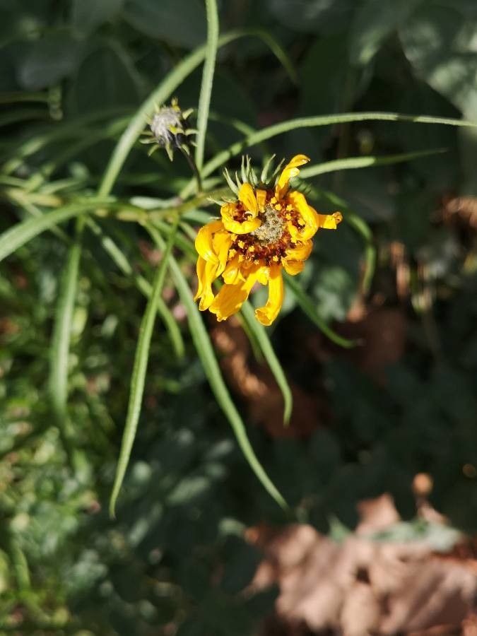 Thelesperma filifolium flower