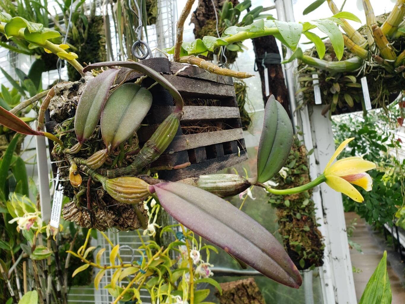 Cattleya luteola habit