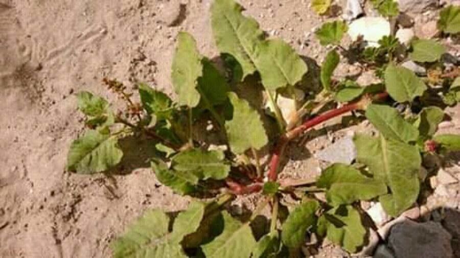 Rumex dentatus leaf