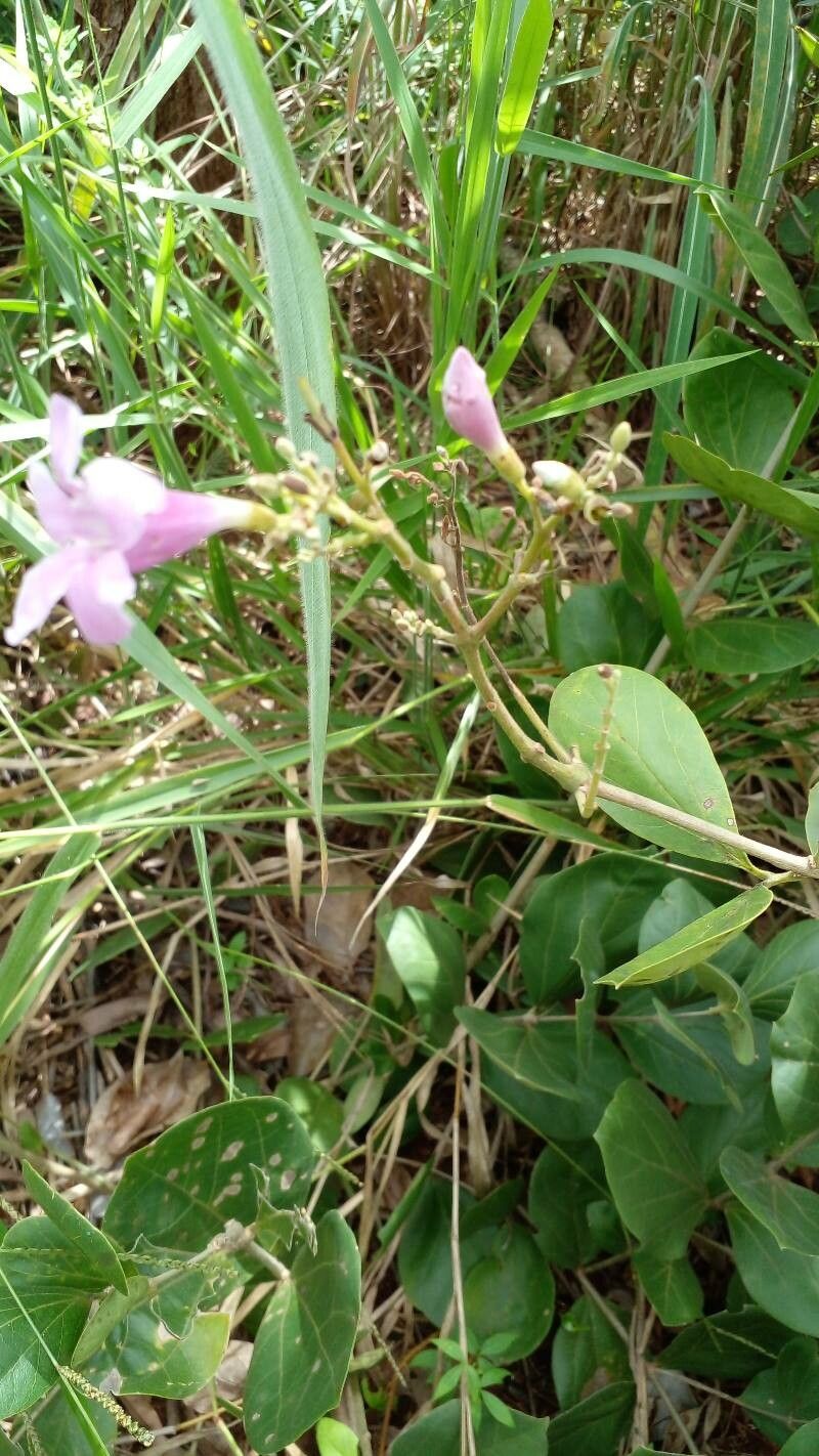 Fridericia platyphylla flower