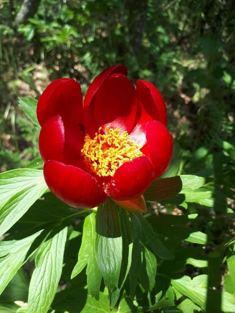 Paeonia peregrina flower