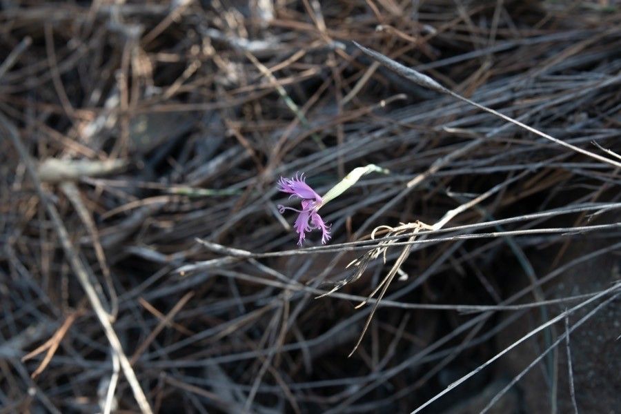 Dianthus orientalis — search result for 'Iraq'