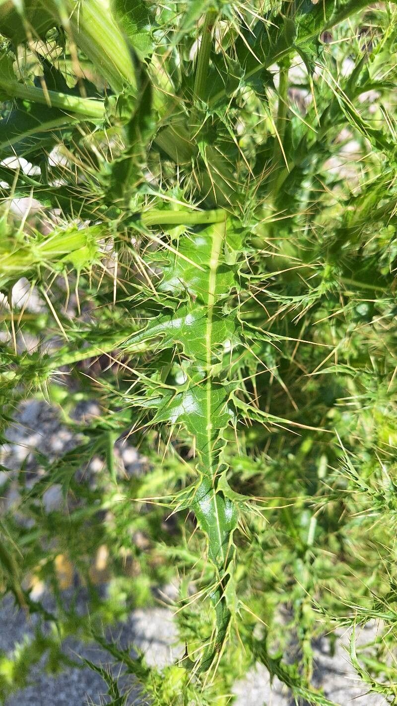 Cirsium candelabrum — search result for 'Cirsium'