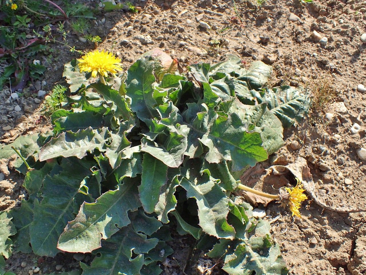 Taraxacum serotinum habit