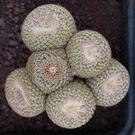 Yavia cryptocarpa