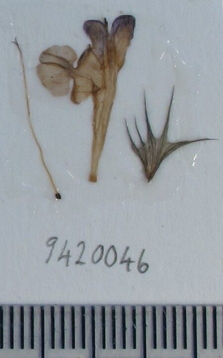 Nepeta lamiopsis other