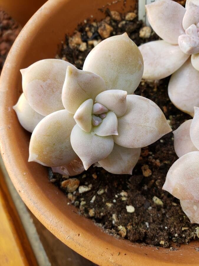 Graptopetalum amethystinum