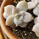 Graptopetalum amethystinum