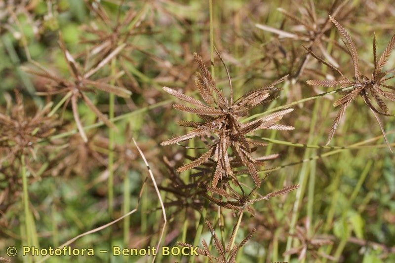 Cyperus flavidus fruit