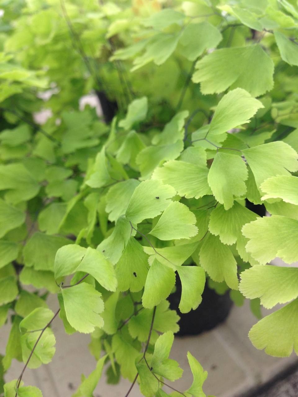 Cheilanthes pteridioides leaf