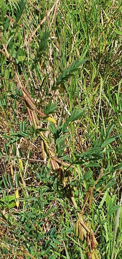 Indigofera arrecta fruit