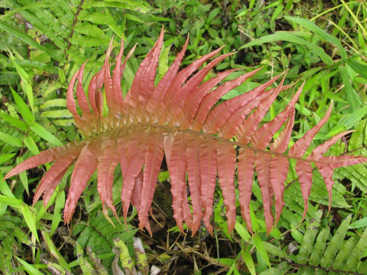 Blechnum schiedeanum leaf