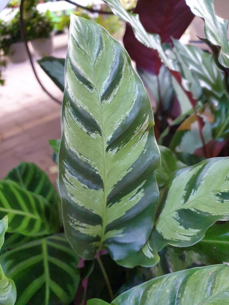 Calathea albertii