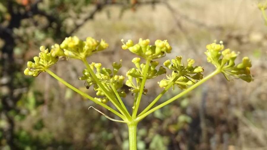 Peucedanum ruthenicum flower