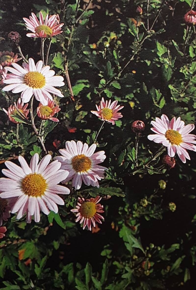 Chrysanthemum arcticum flower