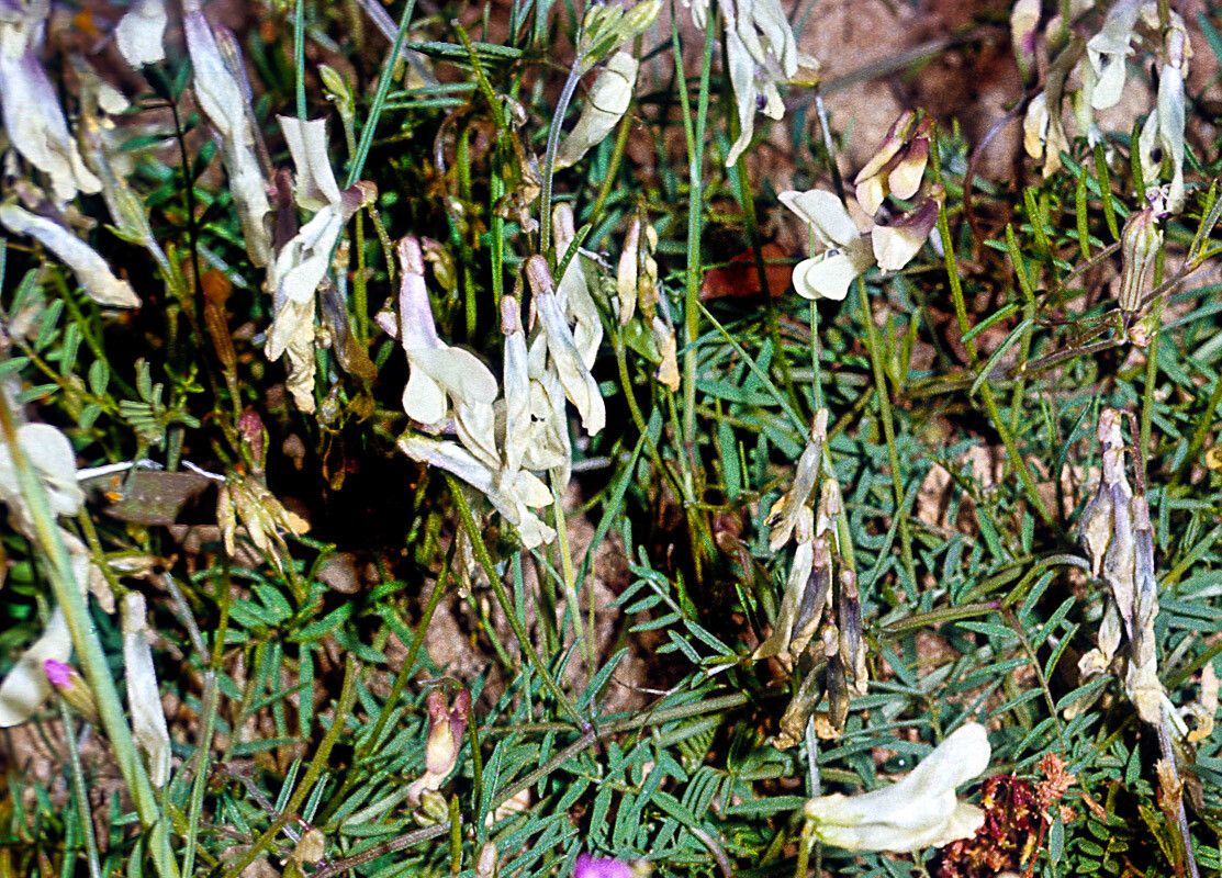 Astragalus depressus flower