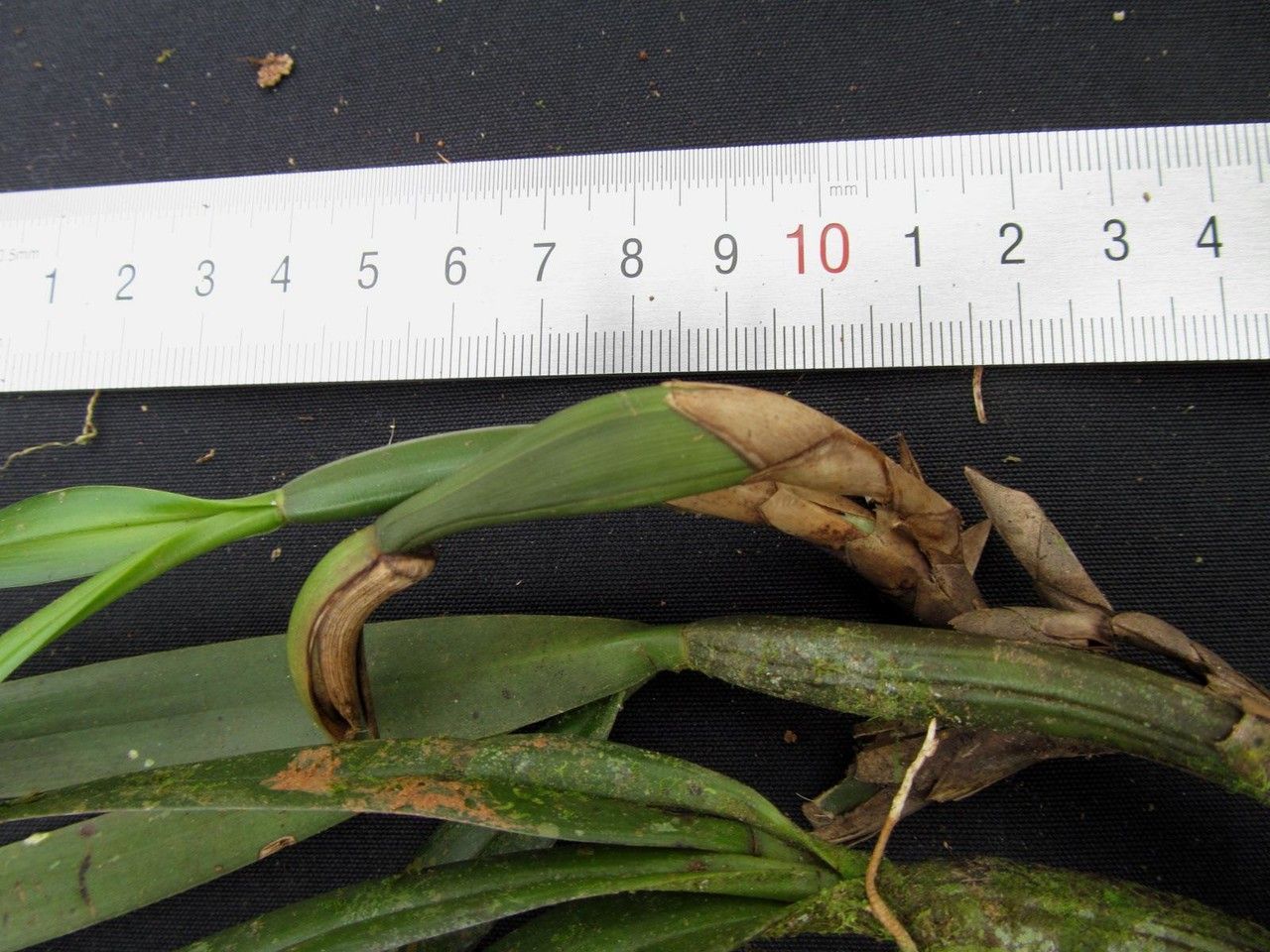Maxillaria aciantha other