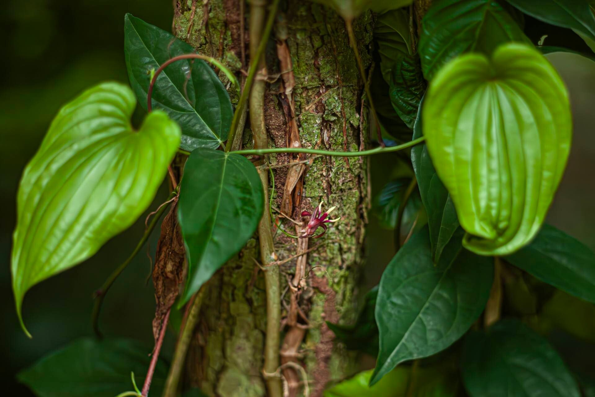 Stemona tuberosa habit