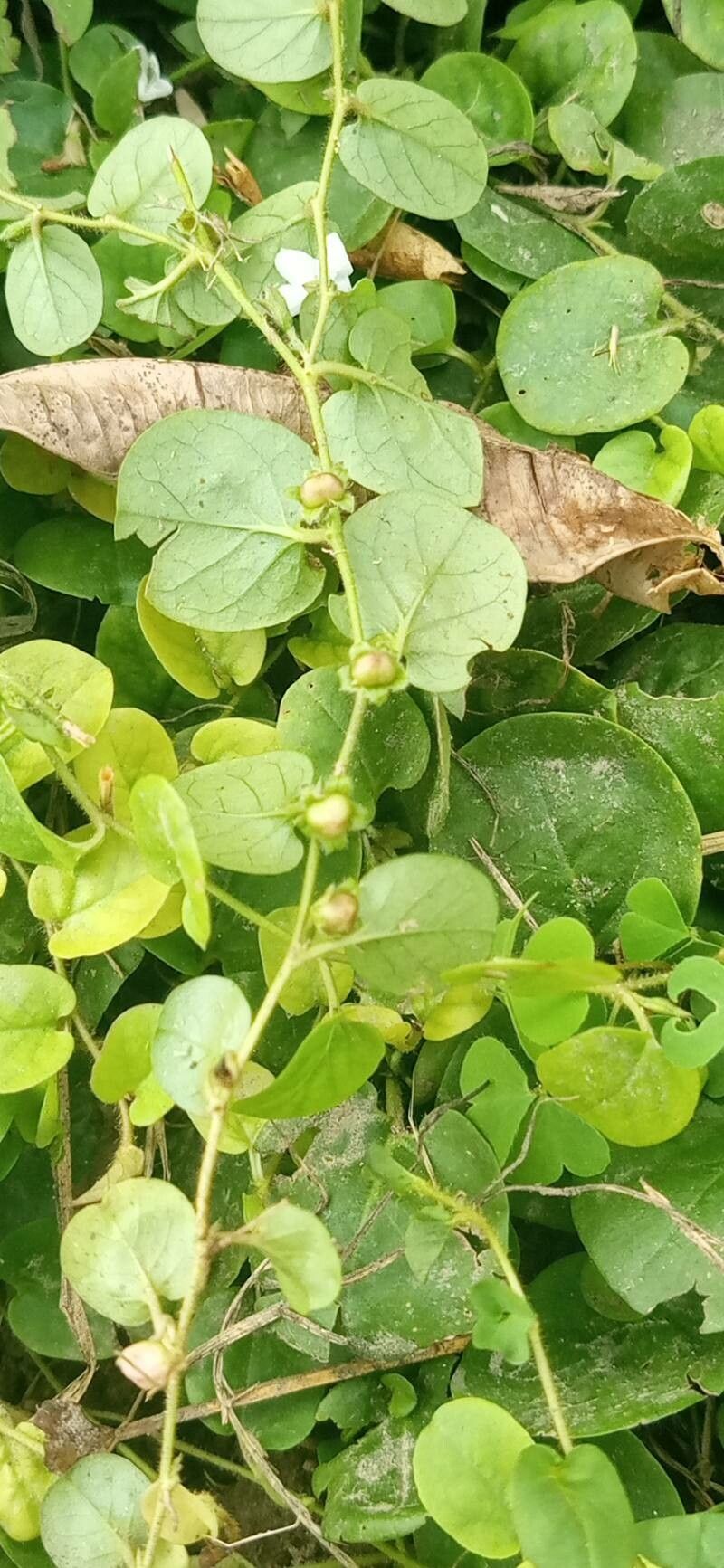Evolvulus nummularius fruit
