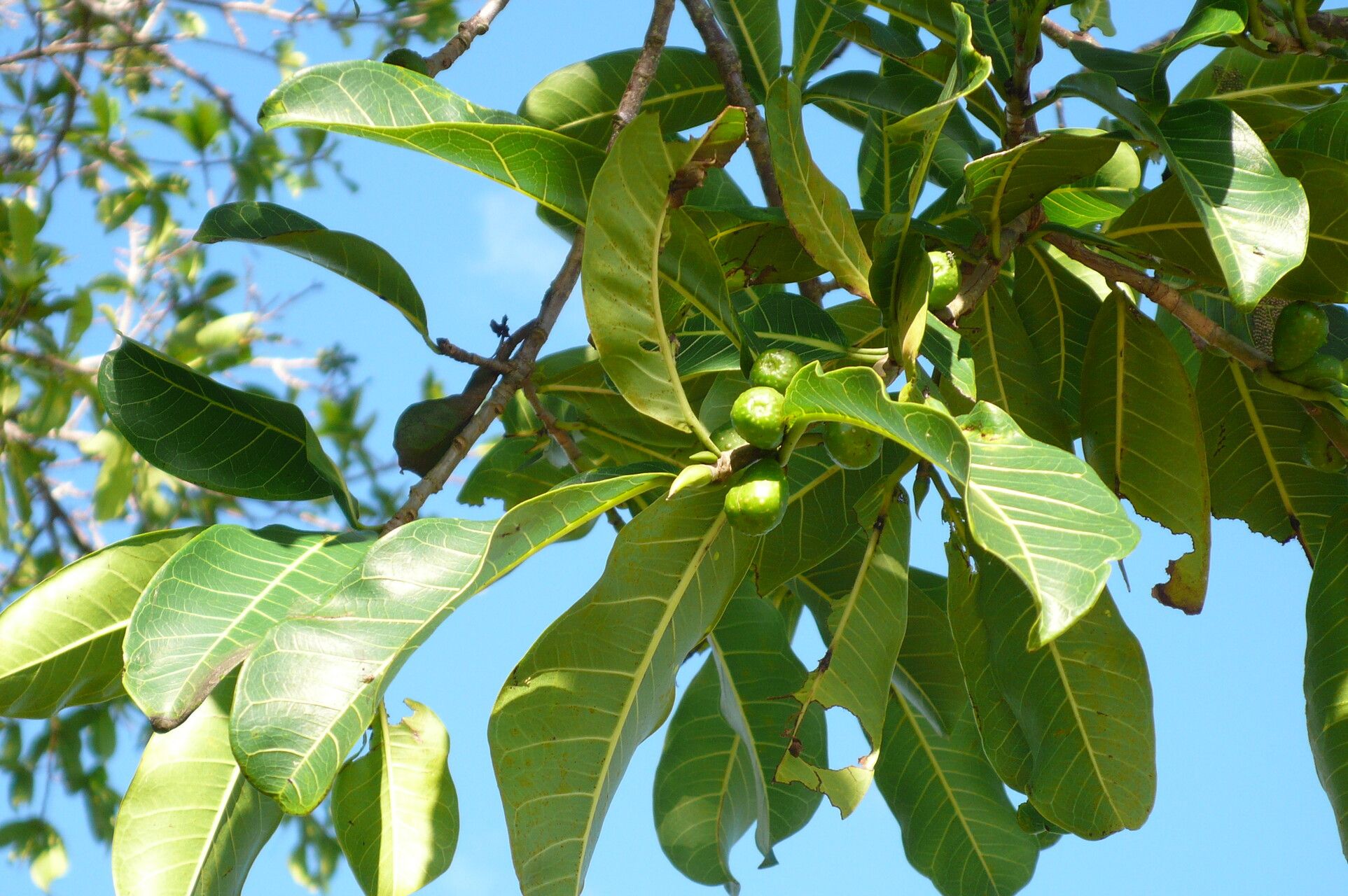 Ficus cyclophylla fruit