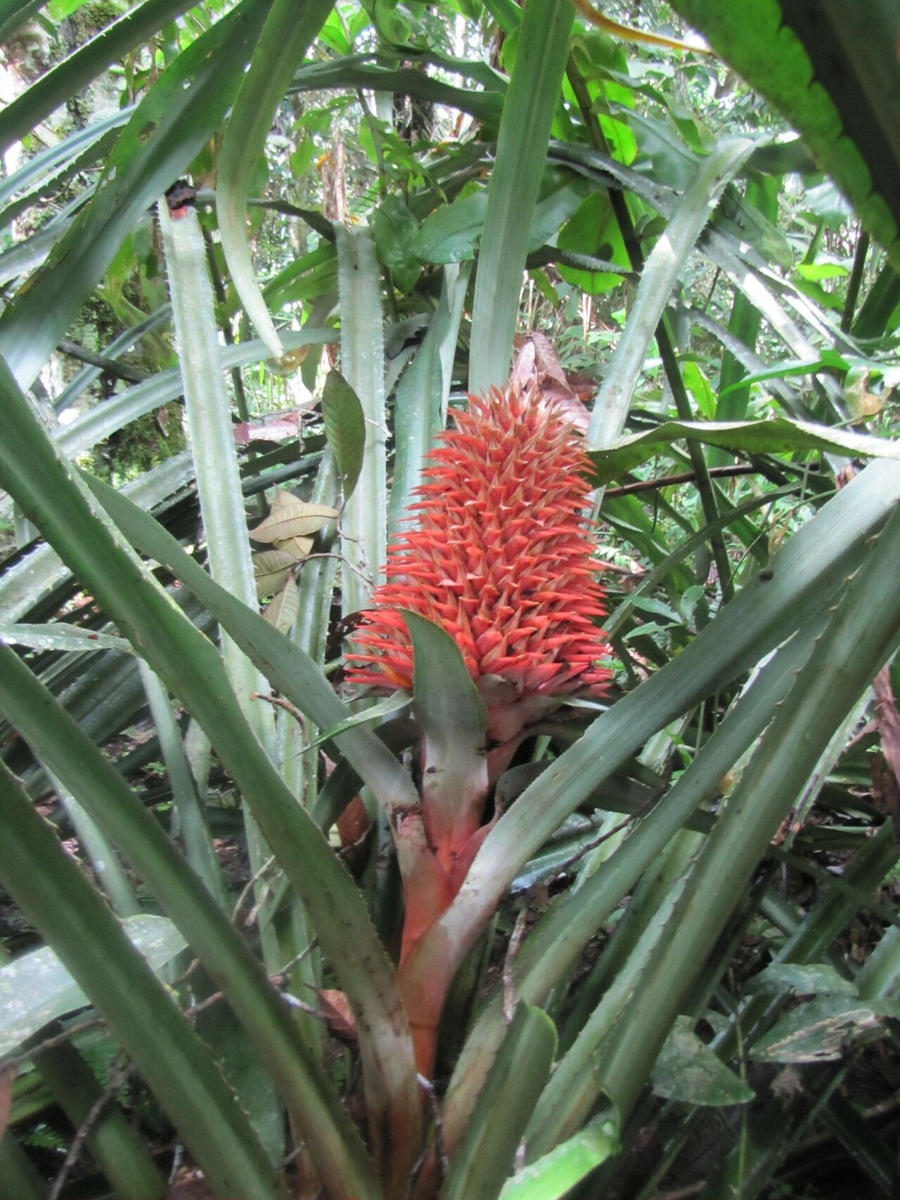 Aechmea fernandae habit