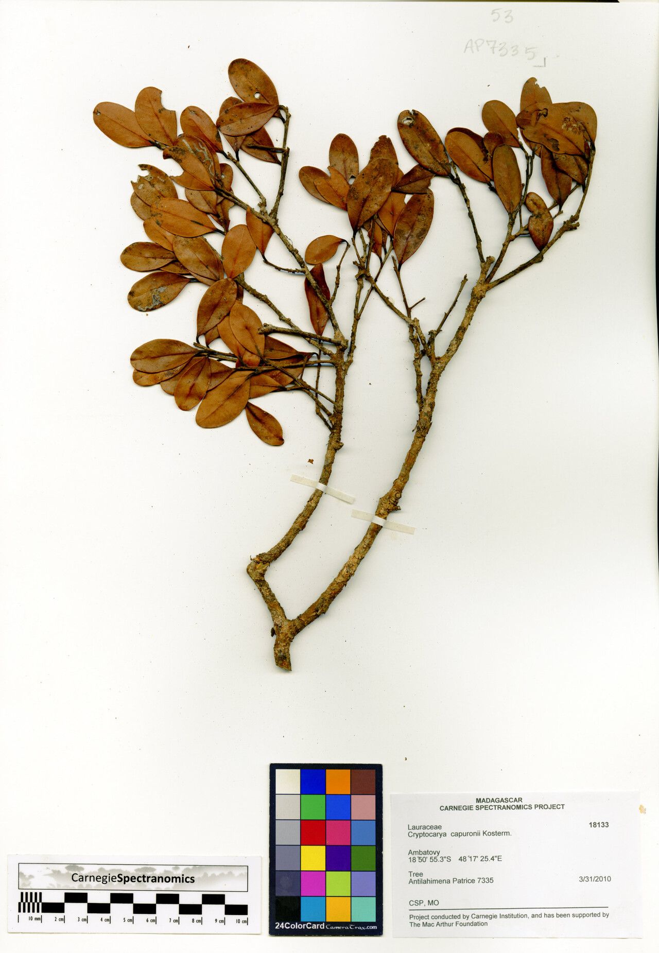 Cryptocarya capuronii — houseplant care guide