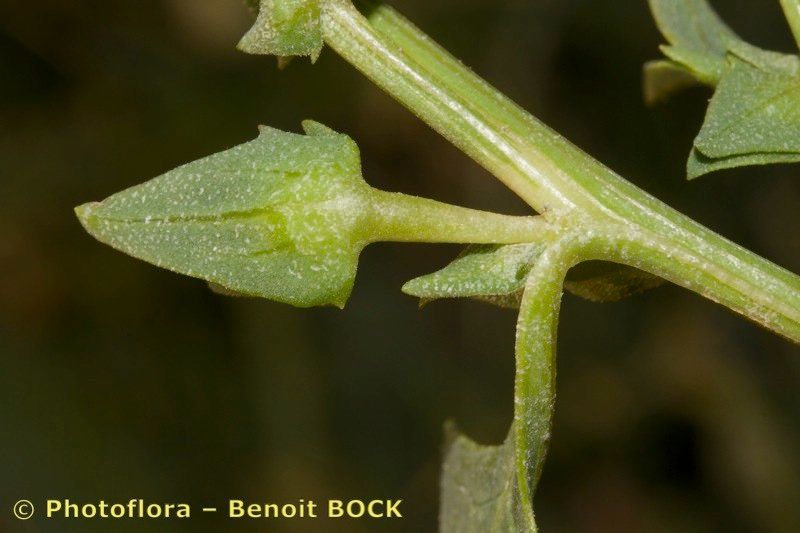 Atriplex longipes leaf