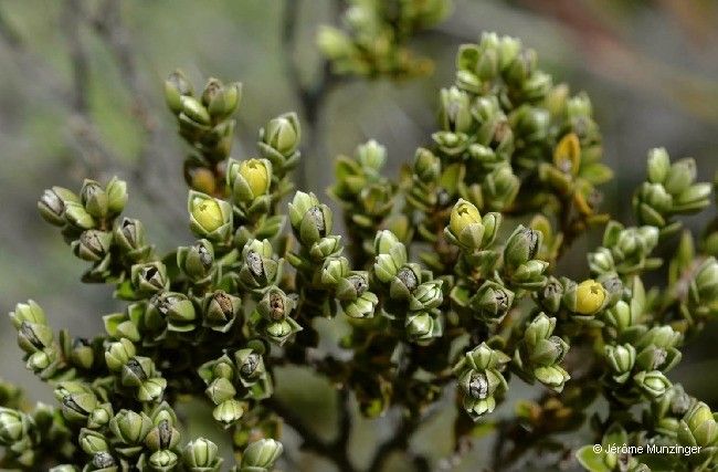 Geniostoma imbricatum flower