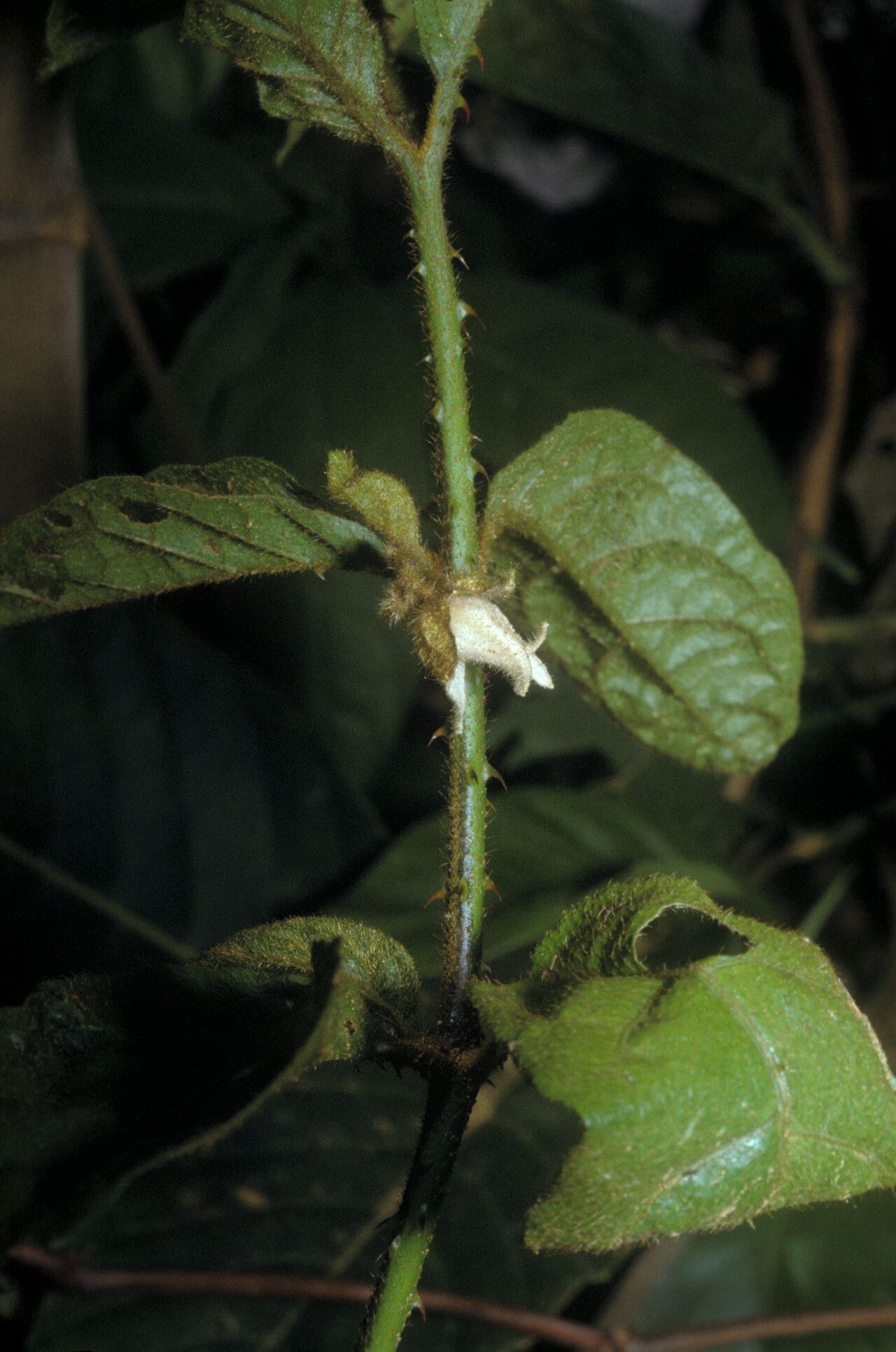 Solanum leucopogon habit