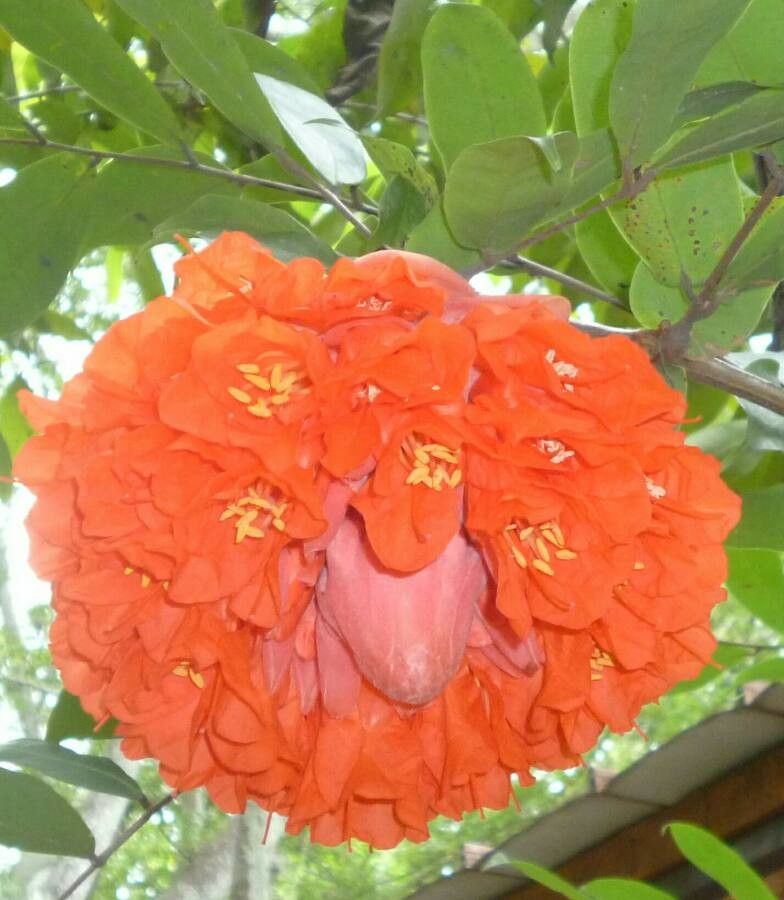 Brownea ariza flower