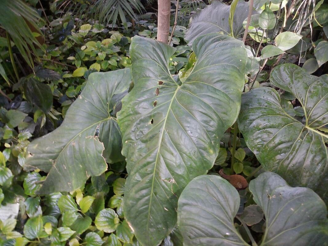 Anthurium colonicum — houseplant care guide