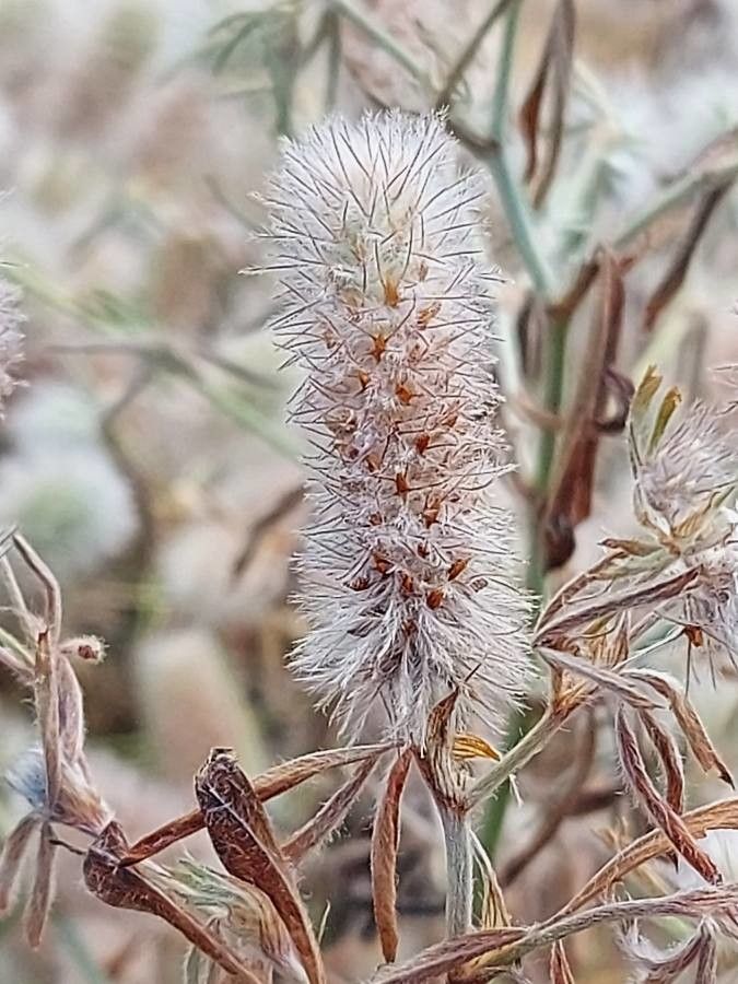 Trifolium arvense flower