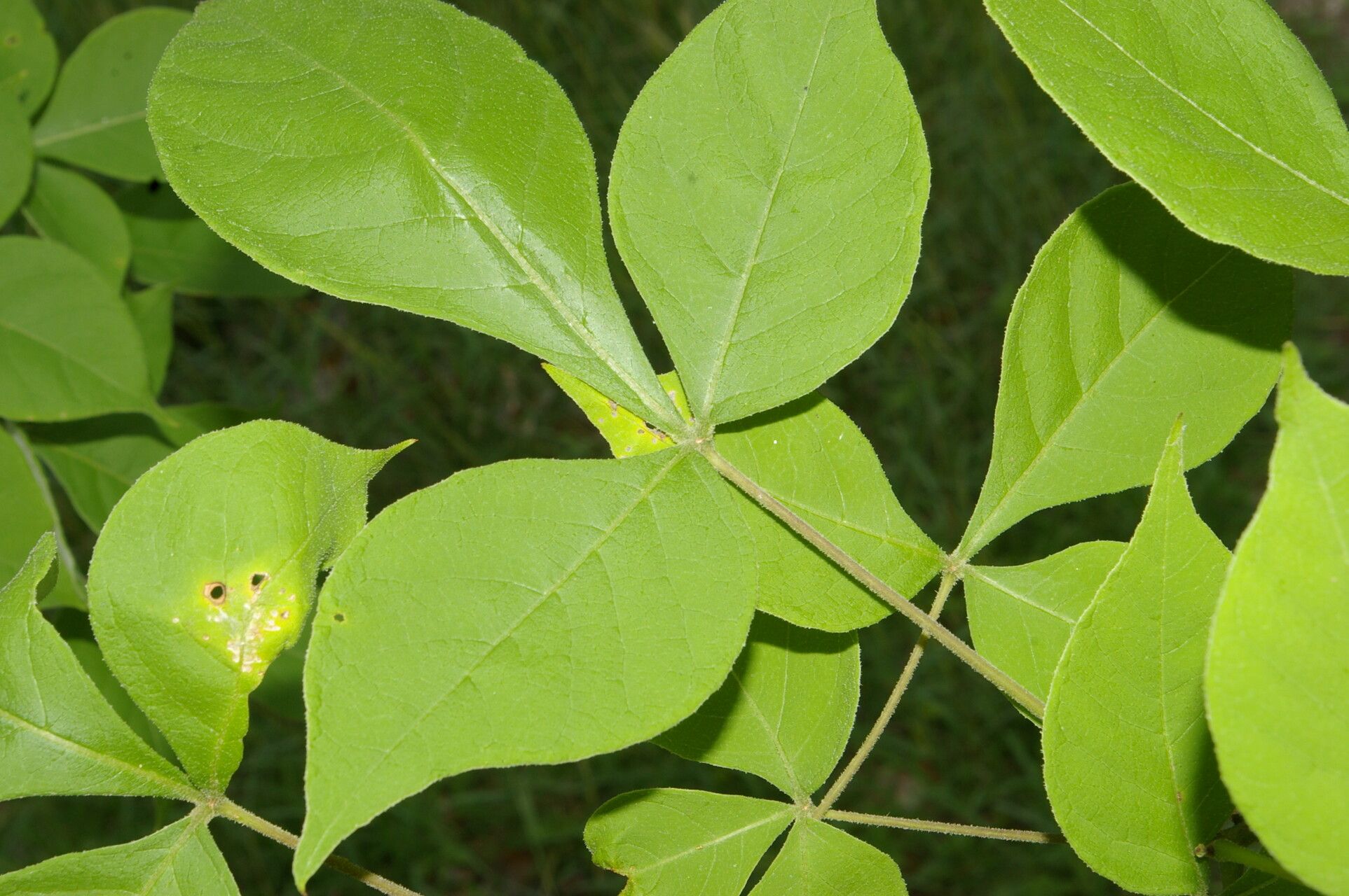 Crateva palmeri — houseplant care guide