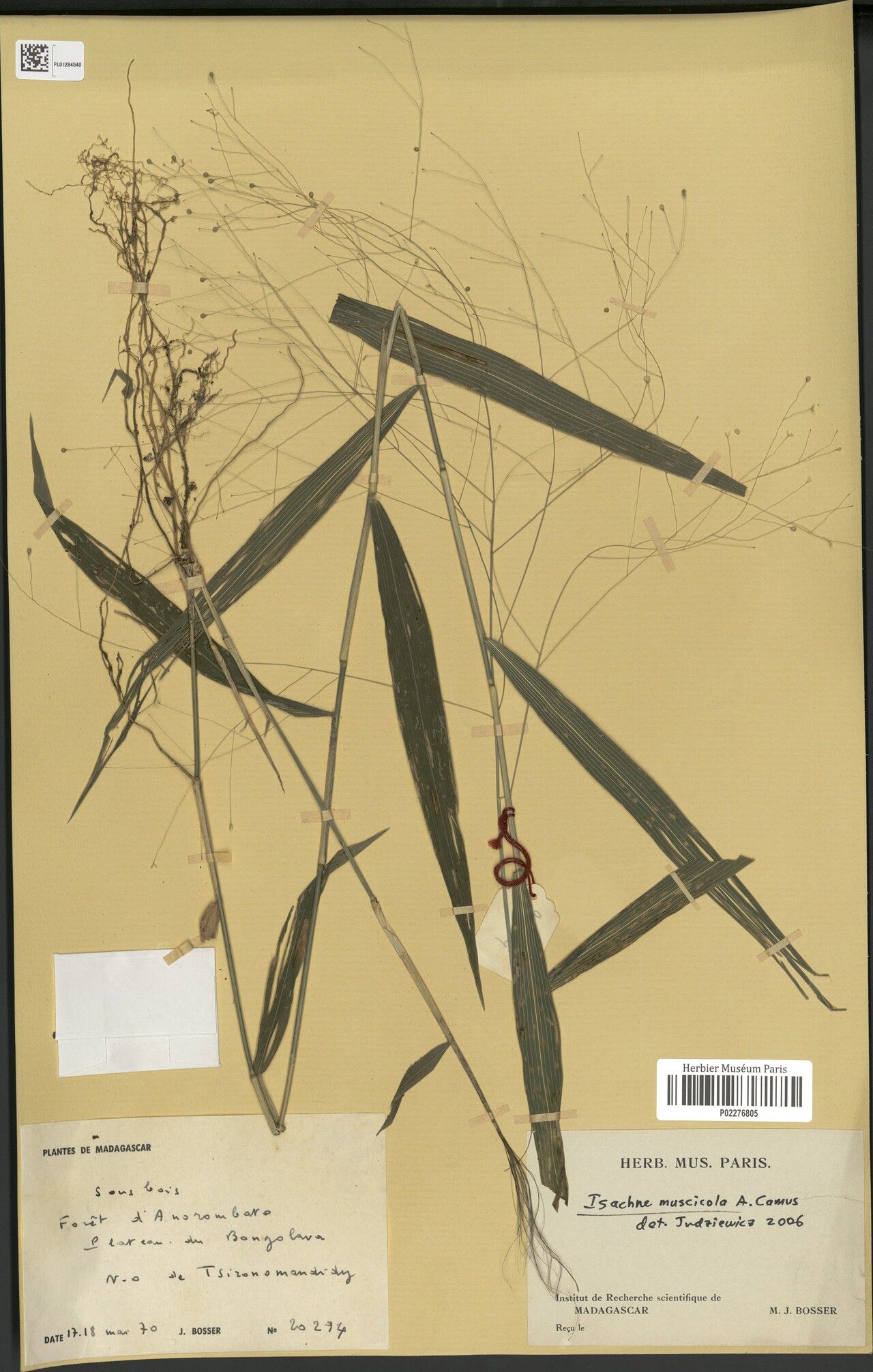 Isachne muscicola — houseplant care guide