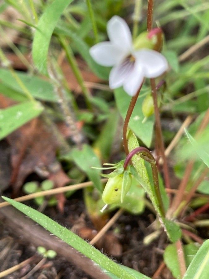 Viola lanceolata fruit