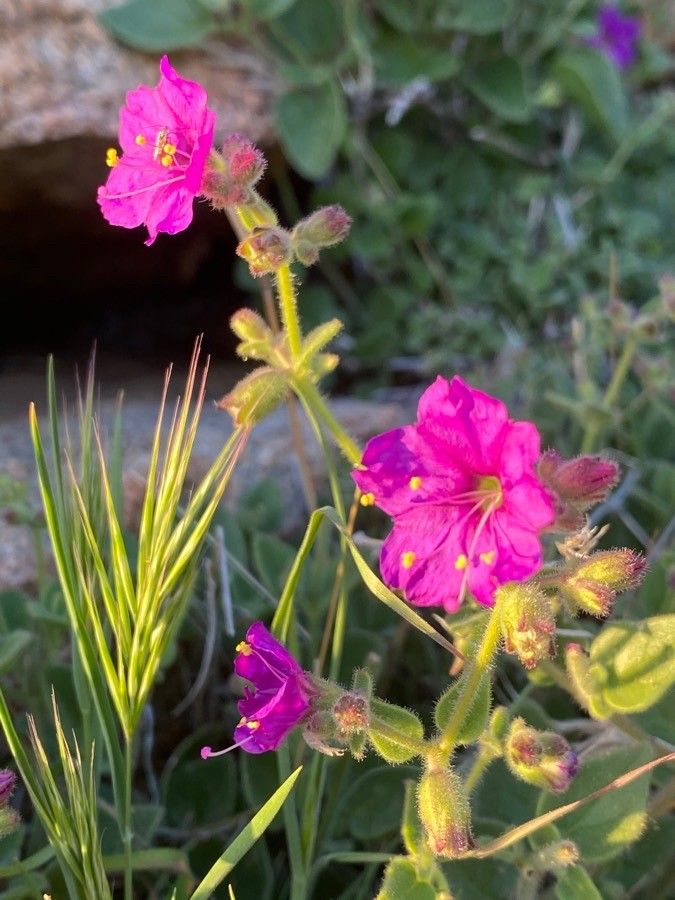 Mirabilis laevis flower