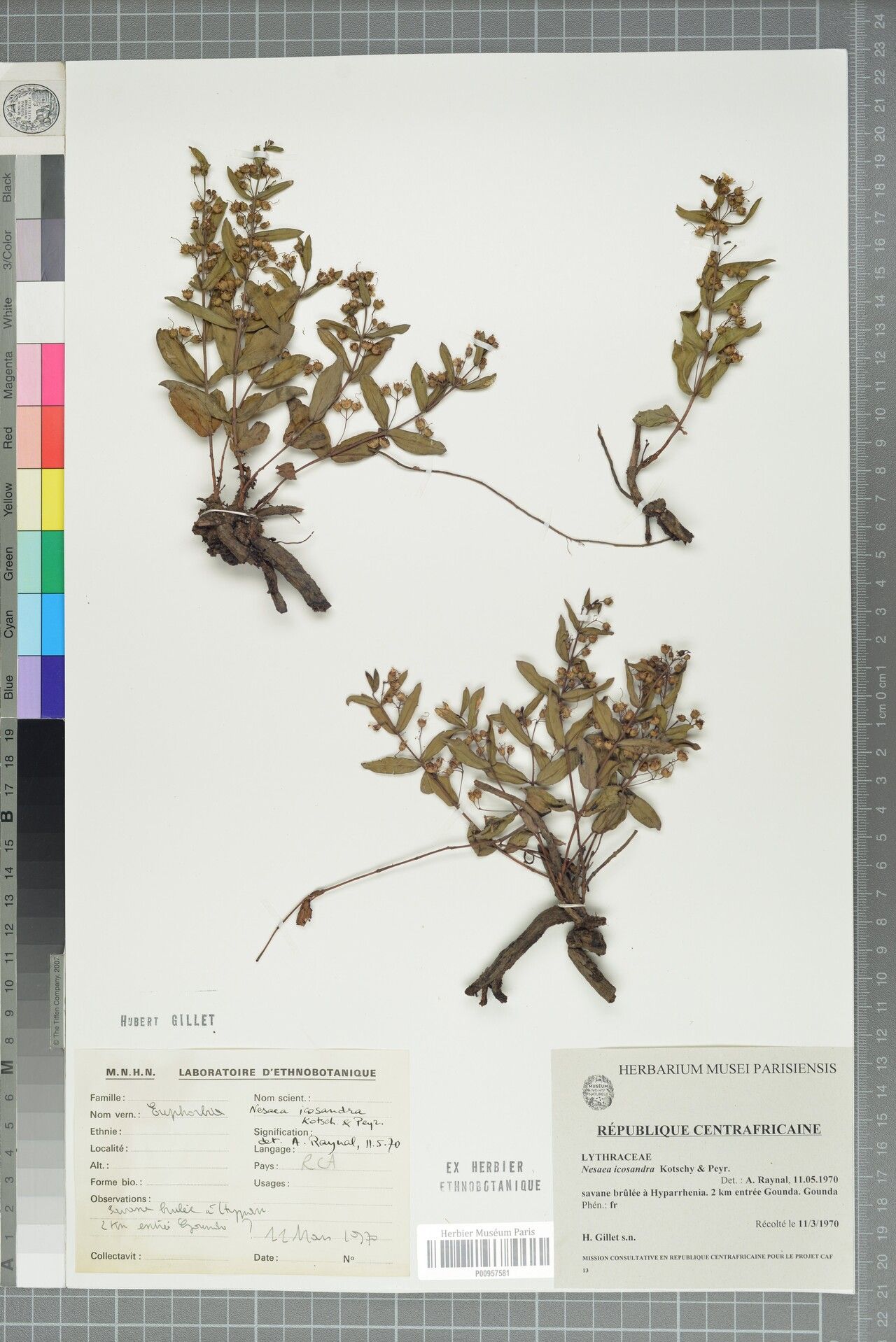 Ammannia icosandra — search result for 'Ammannia'