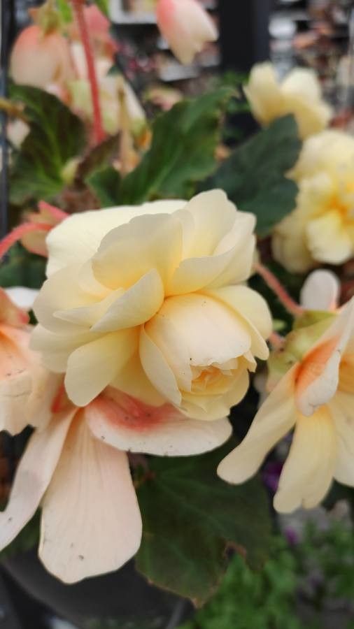 Begonia pendula flower